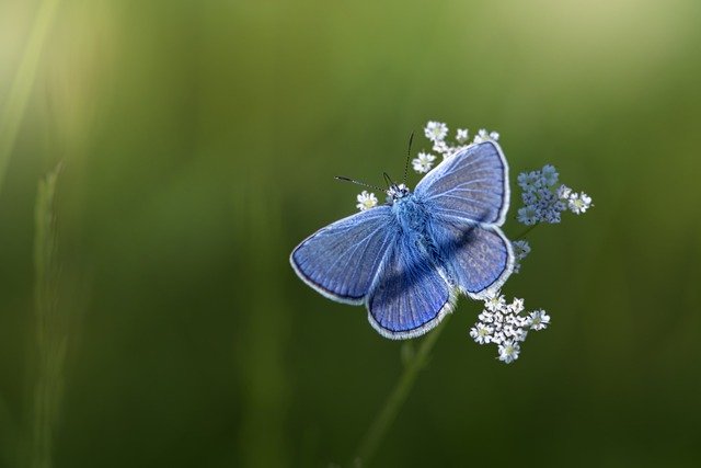 Descărcare gratuită Butterfly Flower Insect - fotografie sau imagini gratuite pentru a fi editate cu editorul de imagini online GIMP