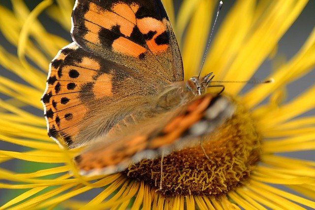 मुफ्त डाउनलोड तितली फूल जो बूनस्ट्रा मुफ्त तस्वीर को जीआईएमपी मुफ्त ऑनलाइन छवि संपादक के साथ संपादित किया जाना है