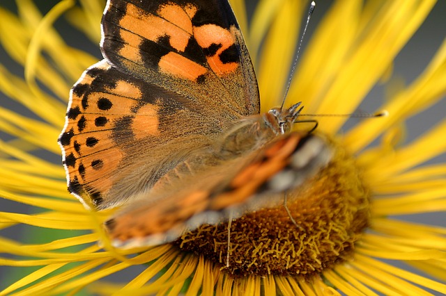 Free download butterfly flower jo boonstra free picture to be edited with GIMP free online image editor