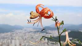 Безкоштовно завантажити Butterfly Flower Nature - безкоштовне відео для редагування в онлайн-редакторі відео OpenShot