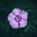 Butterfly flowers  screen for extension Chrome web store in OffiDocs Chromium