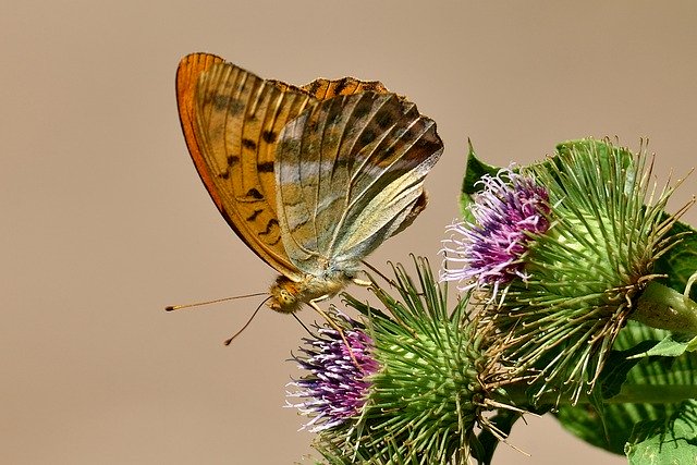 Free download butterfly flowers nature color free picture to be edited with GIMP free online image editor