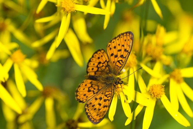 Free download butterfly fritillary butterfly free picture to be edited with GIMP free online image editor