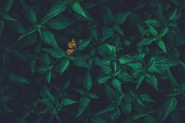Безкоштовно завантажте Butterfly Green Leaves — безкоштовну фотографію чи зображення для редагування за допомогою онлайн-редактора зображень GIMP