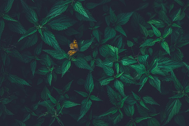 Free download Butterfly Green Leaves -  free photo or picture to be edited with GIMP online image editor