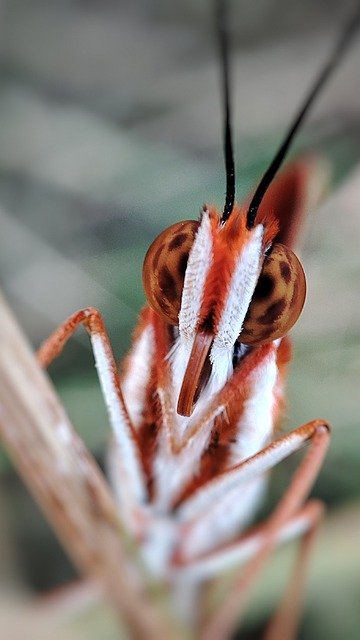 Free graphic butterfly insect arthropod face to be edited by GIMP free image editor by OffiDocs