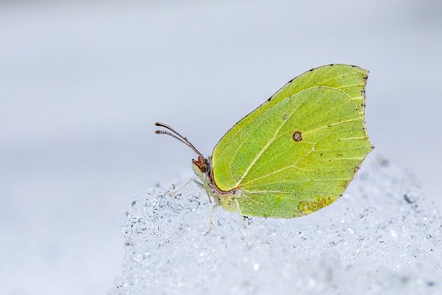 Free download butterfly insect common brimstone free picture to be edited with GIMP free online image editor