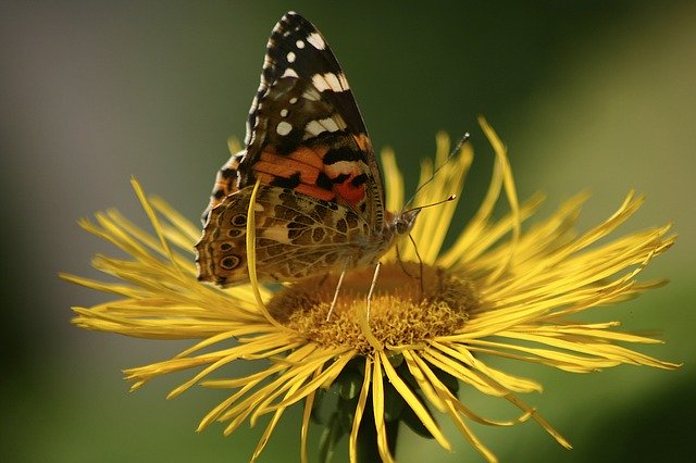 Faça o download gratuito da imagem gratuita da borboleta jo boonstra groningen para ser editada com o editor de imagens on-line gratuito do GIMP