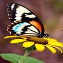 butterfly landing on sunflowers wallpaper  screen for extension Chrome web store in OffiDocs Chromium