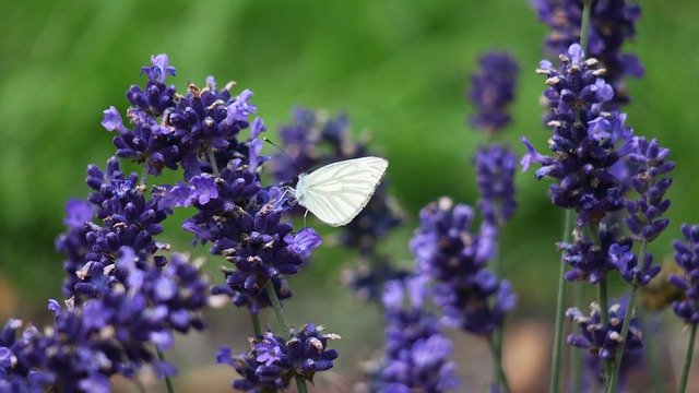 Kostenloser Download Schmetterlings-Lavendel-Bestäubungs-freies Bild, das mit dem kostenlosen Online-Bildeditor GIMP bearbeitet werden kann