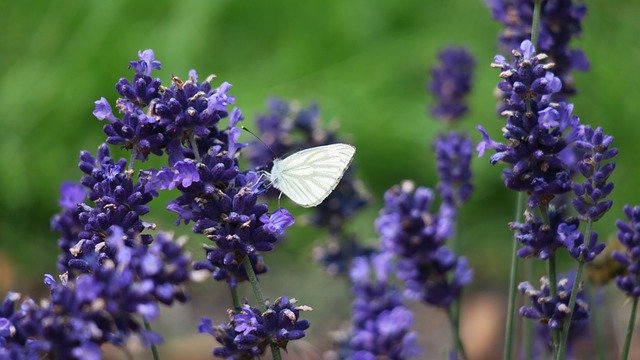 Bezpłatne pobieranie bezpłatnego zdjęcia zapylania lawendy motyla do edycji za pomocą bezpłatnego edytora obrazów online GIMP