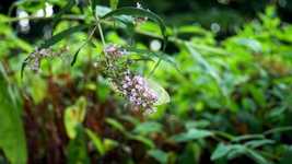 Descarga gratis Butterfly Lilac White - video gratis para ser editado con el editor de video en línea OpenShot
