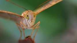 Безкоштовно завантажте Butterfly Macro Insect – безкоштовну фотографію чи зображення для редагування за допомогою онлайн-редактора зображень GIMP