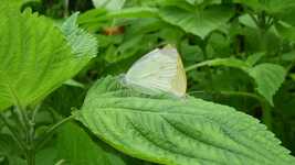 Free download Butterfly Mating Life -  free video to be edited with OpenShot online video editor