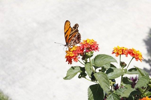 Unduh gratis Butterfly Nature Mexico - foto atau gambar gratis untuk diedit dengan editor gambar online GIMP