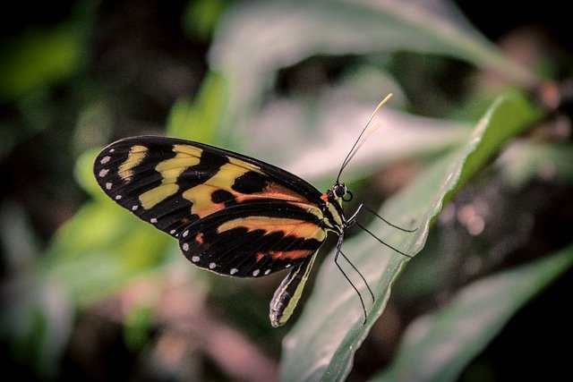 Descarga gratuita de hojas de naturaleza de mariposas, imágenes gratuitas de insectos para editar con el editor de imágenes en línea gratuito GIMP