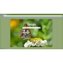 Butterfly on a flower  screen for extension Chrome web store in OffiDocs Chromium