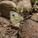 Butterfly on the Rock  screen for extension Chrome web store in OffiDocs Chromium