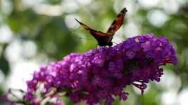 ດາວໂຫຼດຟຣີ Butterfly Orange Black - ວິດີໂອຟຣີທີ່ຈະແກ້ໄຂດ້ວຍ OpenShot ບັນນາທິການວິດີໂອອອນໄລນ໌