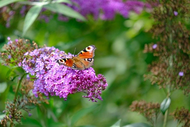 Free download butterfly peacock butterfly flowers free picture to be edited with GIMP free online image editor