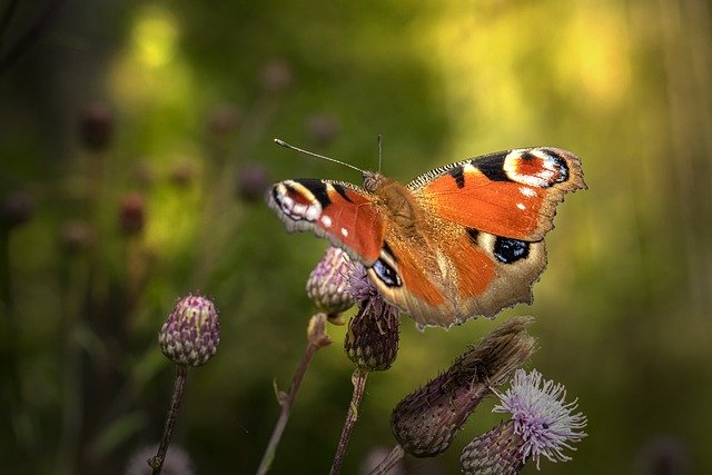 Безкоштовно завантажити метелик павич метелик розторопша безкоштовне зображення для редагування за допомогою безкоштовного онлайн-редактора зображень GIMP