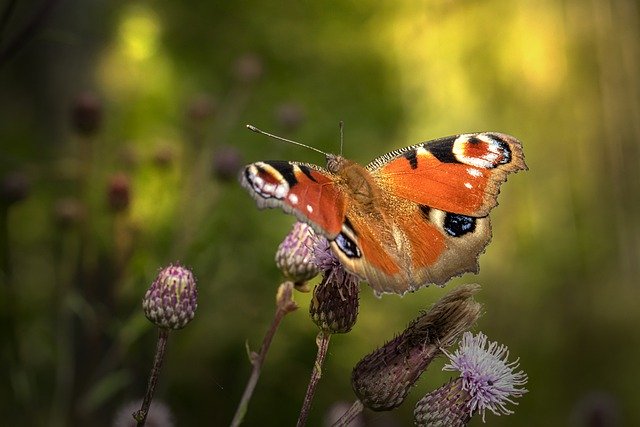 Kostenloser Download Schmetterling Pfau Schmetterling Distel kostenloses Bild, das mit dem kostenlosen Online-Bildeditor GIMP bearbeitet werden kann