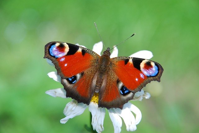 הורדה חינם Butterfly Peacock Eye aglais io red תמונה בחינם לעריכה עם עורך תמונות מקוון בחינם של GIMP