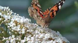 Descargue gratis la plantilla de fotografía gratuita Butterfly Peacock Nature para editar con el editor de imágenes en línea GIMP