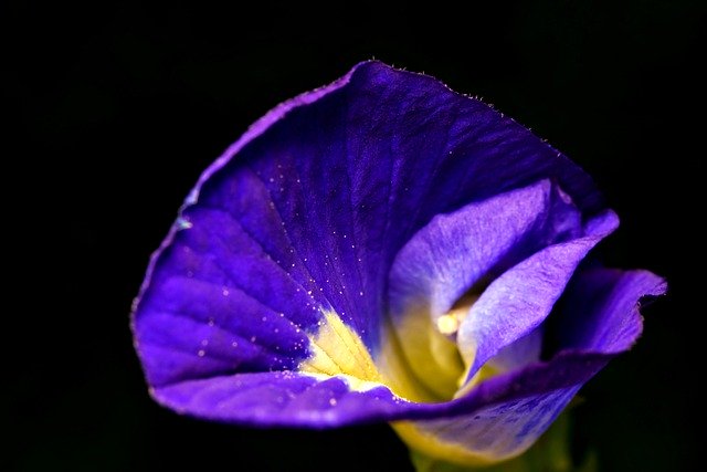 Scarica gratuitamente l'immagine gratuita della pianta del fiore del pisello di farfalla da modificare con l'editor di immagini online gratuito GIMP