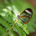 Butterfly with transparent wings  screen for extension Chrome web store in OffiDocs Chromium