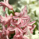 But the flower is cream colored  screen for extension Chrome web store in OffiDocs Chromium