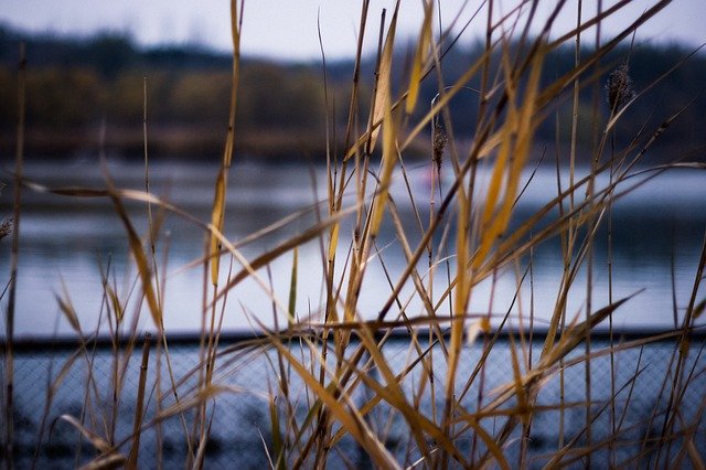دانلود رایگان عکس کنار دریاچه نی مناظر پاییزی برای ویرایش با ویرایشگر تصویر آنلاین رایگان GIMP