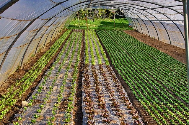 Free download cabbage vegetable organic costs free picture to be edited with GIMP free online image editor