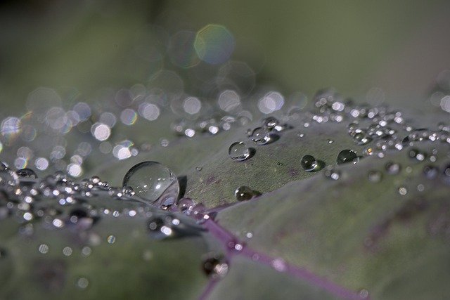 Free download cabbage waterdrops macro bokeh free picture to be edited with GIMP free online image editor