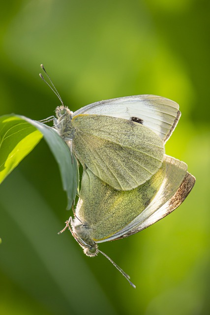 Free download cabbage white butterflies insects free picture to be edited with GIMP free online image editor