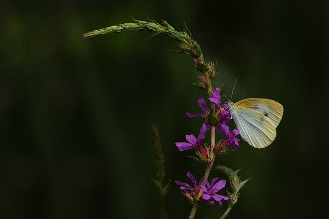 Free download cabbage white butterfly butterfly free picture to be edited with GIMP free online image editor
