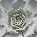 Cactus  screen for extension Chrome web store in OffiDocs Chromium
