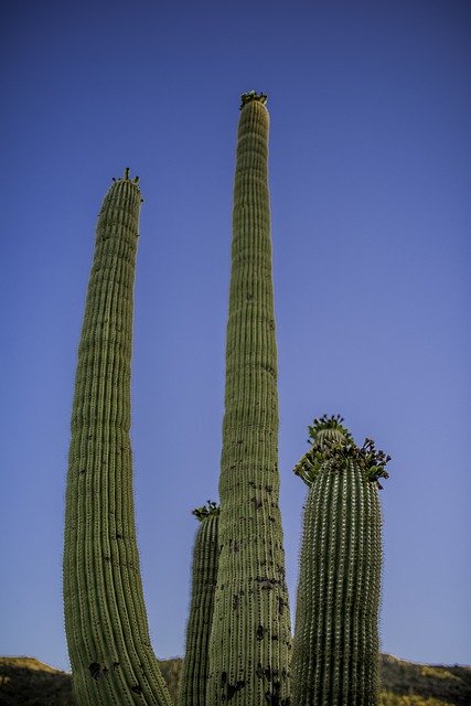 Free download cactus az landscape saguaro tucson free picture to be edited with GIMP free online image editor