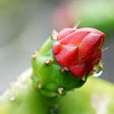 Cactus buds drenched in dew  screen for extension Chrome web store in OffiDocs Chromium