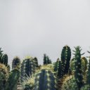 Cactus dust  screen for extension Chrome web store in OffiDocs Chromium