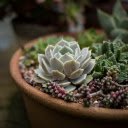 Cactus flower pot  screen for extension Chrome web store in OffiDocs Chromium