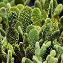 Cactus garden  screen for extension Chrome web store in OffiDocs Chromium