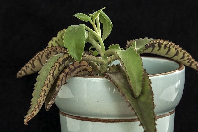 Téléchargement gratuit du modèle de photo gratuit Cactus Plant Pot à éditer avec l'éditeur d'images en ligne GIMP