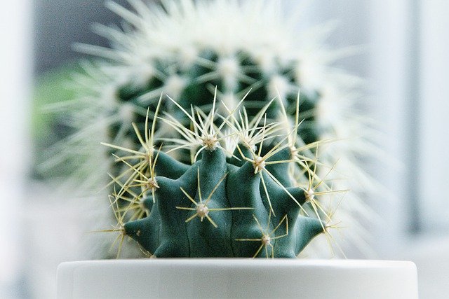 Free download cactus spikes barbed plant green free picture to be edited with GIMP free online image editor