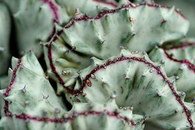 Free download cactus succulent plant nature free picture to be edited with GIMP free online image editor