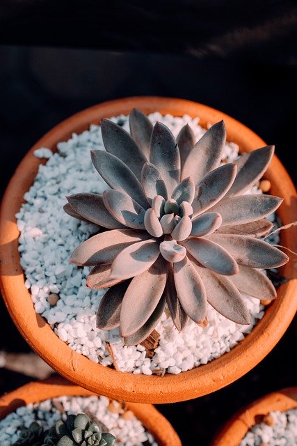 Free download cactus succulent plant tropical free picture to be edited with GIMP free online image editor