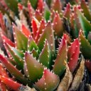 CACTUSTheme  screen for extension Chrome web store in OffiDocs Chromium