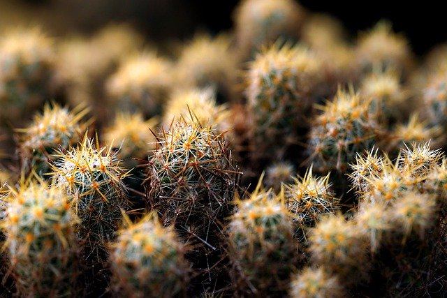 Free download cactus thorns plant succulent free picture to be edited with GIMP free online image editor