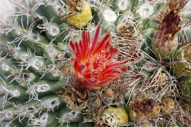 Kostenloser Download Cactus Usa National Park - kostenloses Foto oder Bild zur Bearbeitung mit GIMP Online-Bildbearbeitung