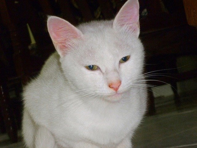 Free download ca cute cat cat s eyes cat nose free picture to be edited with GIMP free online image editor